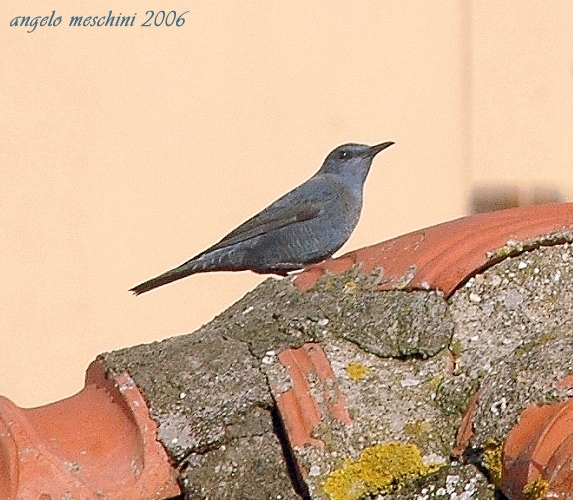 Passero solitario Monticola solitarius